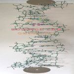 cochranes Orbit Proview DNA Model Kit